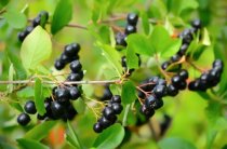 Svartaronia 60-100 cm Svartaronia 60-100 cm