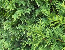 Thuja Brabant 180-200 cm Rotklump XXL PREMIUM Thuja Brabant 180-200 cm Rotklump XXL PREMIUM