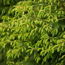 Gran 100-125 cm Gran 100-125 cm