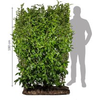 Forsythia intermedia Färdig Häck 180 cm Forsythia intermedia Färdig Häck 180 cm